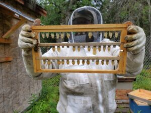 A successful queen-rearing